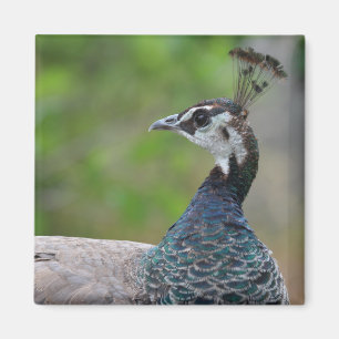Pfau-Magnet Magnet