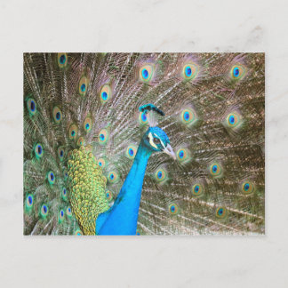 Pfau mit Feathers Fanned - Bird Wildlife Foto Postkarte