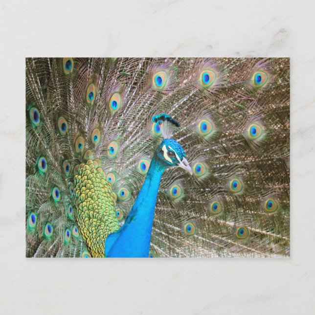 Pfau mit Feathers Fanned - Bird Wildlife Foto Postkarte (Vorderseite)