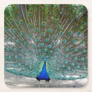Pfau-Party-Untersetzer Rechteckiger Pappuntersetzer