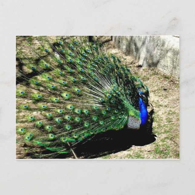 Pfau Postkarte (Vorderseite)