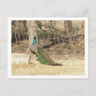 Pfau Postkarte