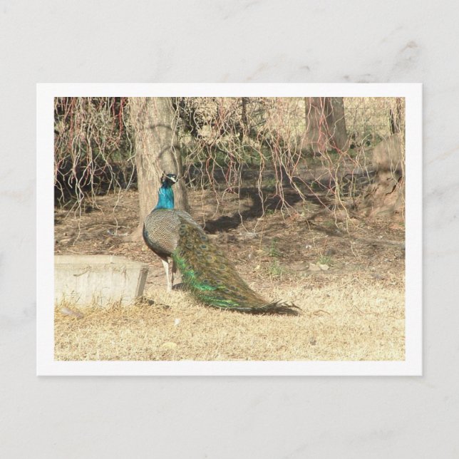 Pfau Postkarte (Vorderseite)