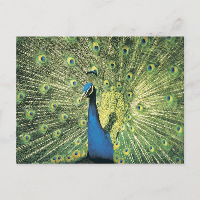 Pfau Postkarte (Vorderseite)