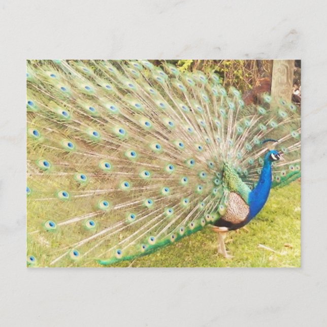 Pfau Postkarte (Vorderseite)