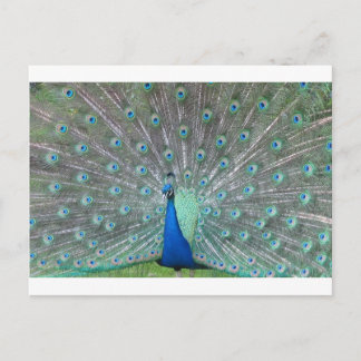 Pfau Postkarte