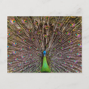 Pfau Postkarte