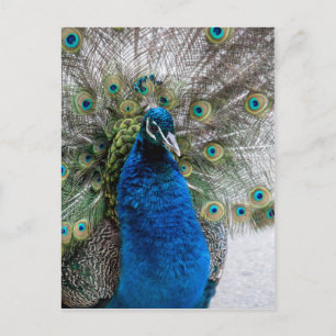 Pfau Postkarte