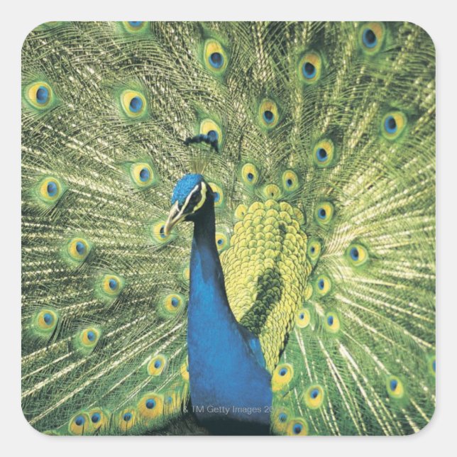 Pfau Quadratischer Aufkleber (Vorderseite)
