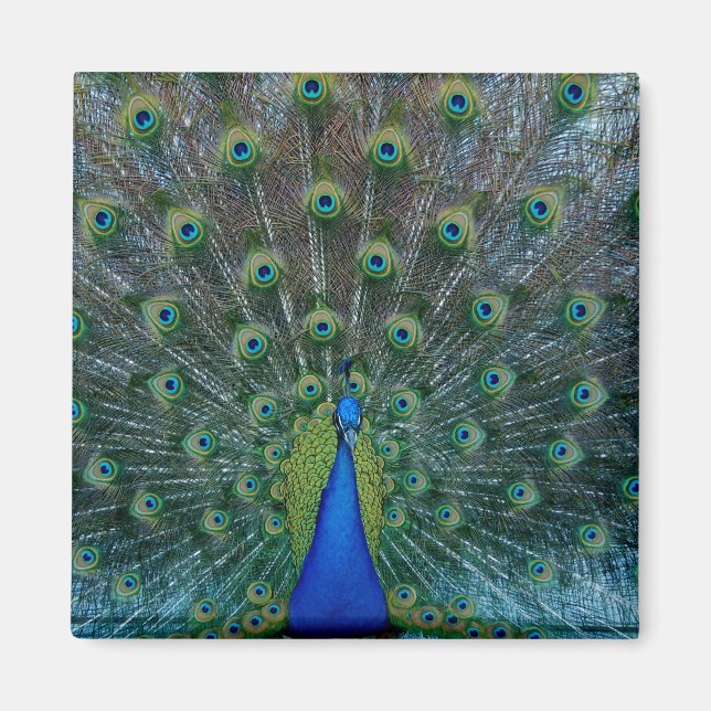 Pfau, quadratischer Magnet (Vorne)