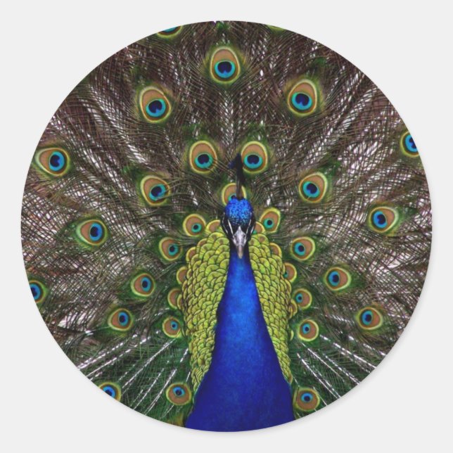 Pfau Runder Aufkleber (Vorderseite)