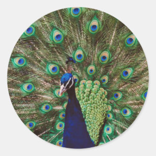 Pfau Runder Aufkleber