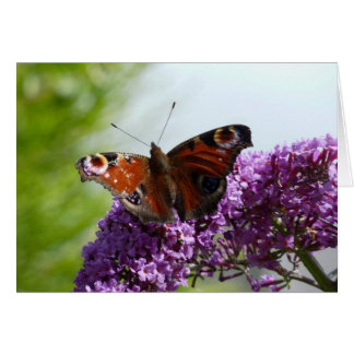 Pfau-Schmetterling 2