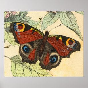 Pfau-Schmetterling - Vintages Kunst-Plakat Poster
