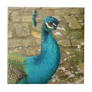 Pfau Schöne Naturfotografie Fliese