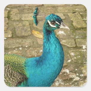 Pfau Schöne Naturfotografie Quadratischer Aufkleber
