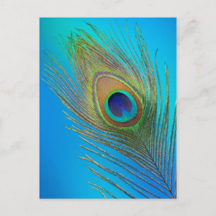 Pfau-Schwanz-Feder Postkarte