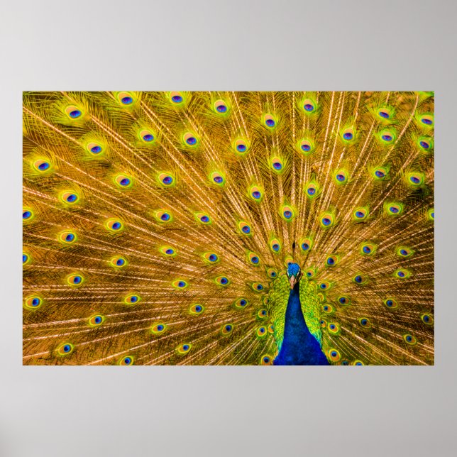 Pfau, Silberfälle, Kauai, Hawaii Poster (Vorne)