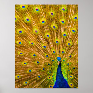 Pfau, Silberfälle, Kauai, Hawaii Vertikal Poster