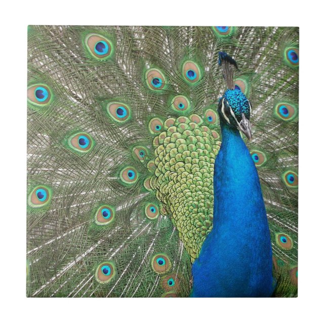 Pfau-Spreize Fliese (Vorderseite)