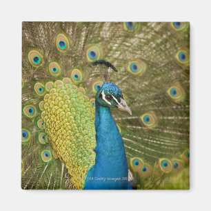Pfau strutting magnet