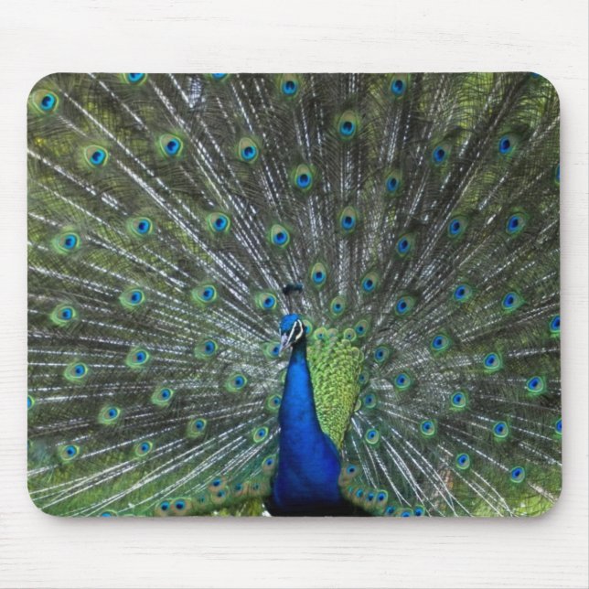 Pfau Strutting Mousepad (Vorne)