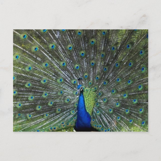 Pfau Strutting Postkarte (Vorderseite)