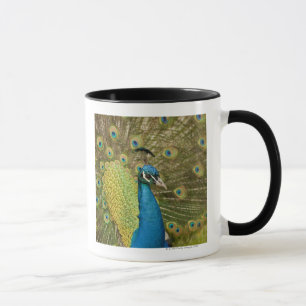 Pfau strutting tasse