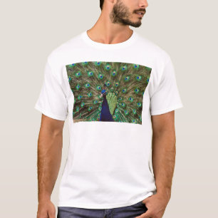 Pfau T-Shirt