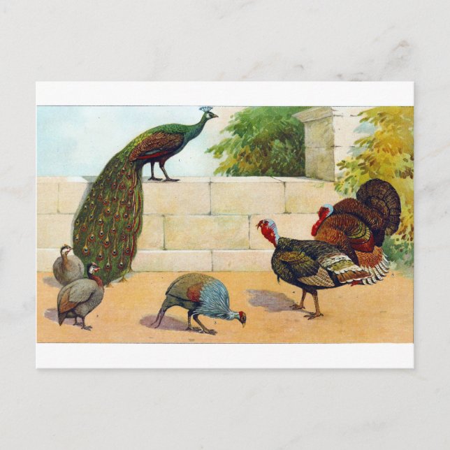 Pfau, Türkei & Guinea Fowl Postkarte (Vorderseite)