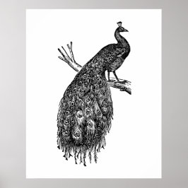 Pfau, Tuschezeichnung. Poster