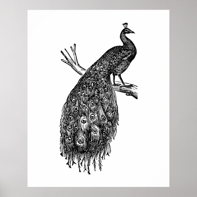 Pfau, Tuschezeichnung.  Poster (Vorne)