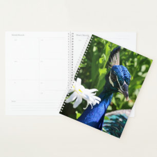 Pfau und Daisy Planer