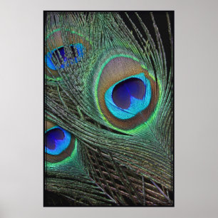 Pfau versieht vertikales Plakat -40x60 mit Federn