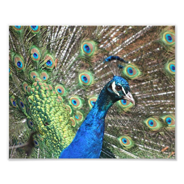 Pfau vieler Farben Fotodruck (Vorne)