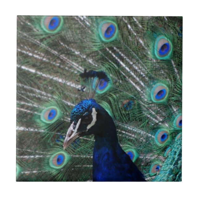 Pfau-Vogel-Fliese Fliese (Vorderseite)