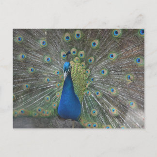 Pfau-Vogel Postkarte