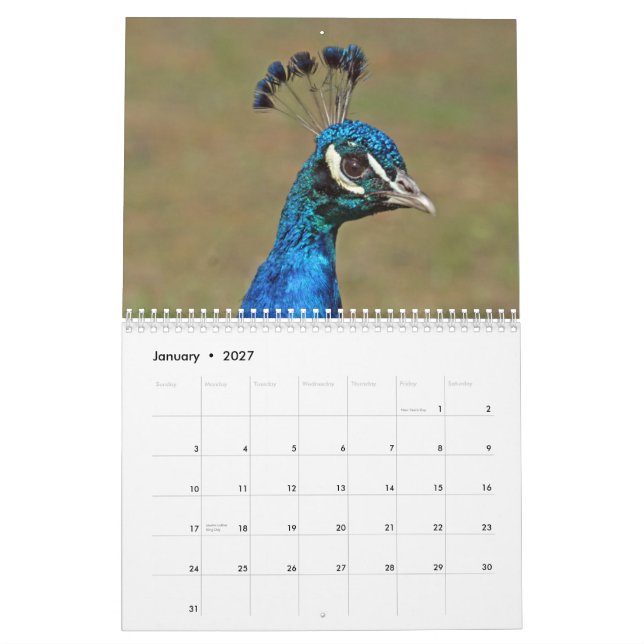 Pfau-Wandkalender Kalender (Jan 2027)