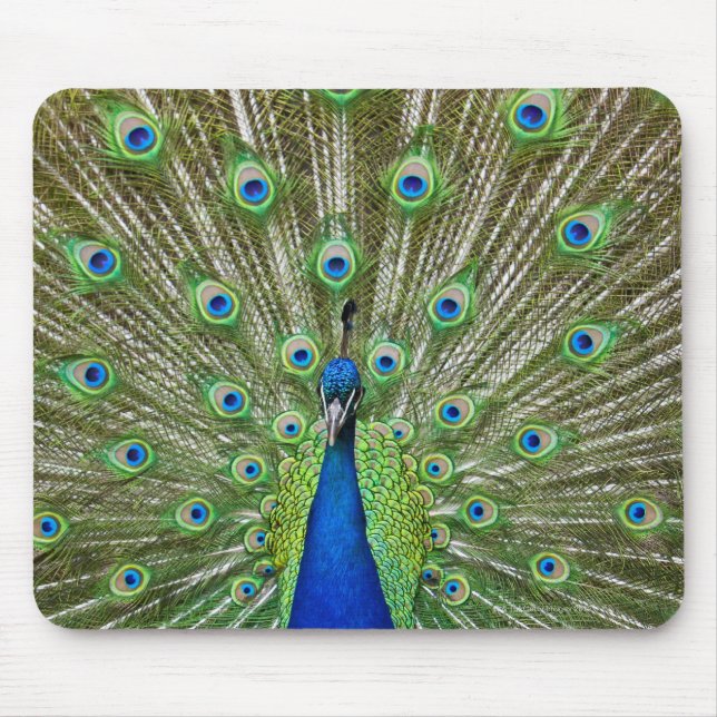 Pfau zeigt seine Federn Mousepad (Vorne)