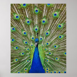 Pfau zeigt seine Federn Poster