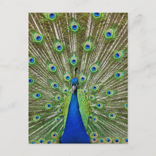 Pfau zeigt seine Federn Postkarte (Vorderseite)