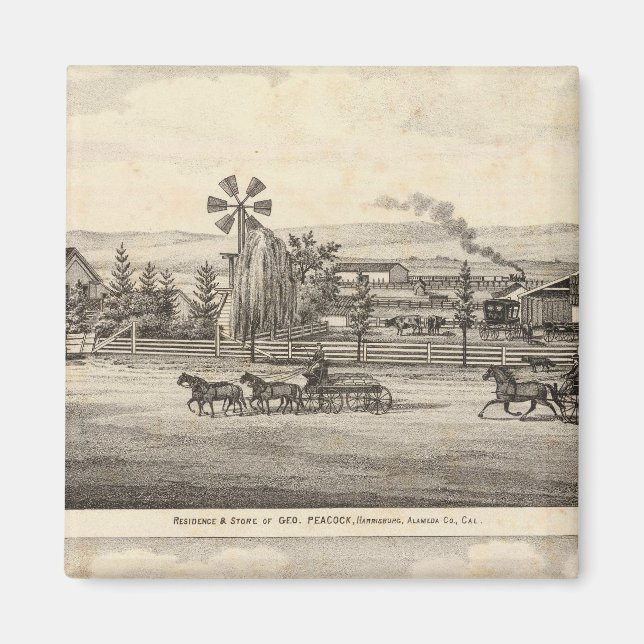 Pfauen, Willow Glen Magnet (Vorne)