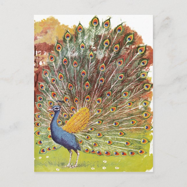 PfauenBlues Postkarte (Vorderseite)