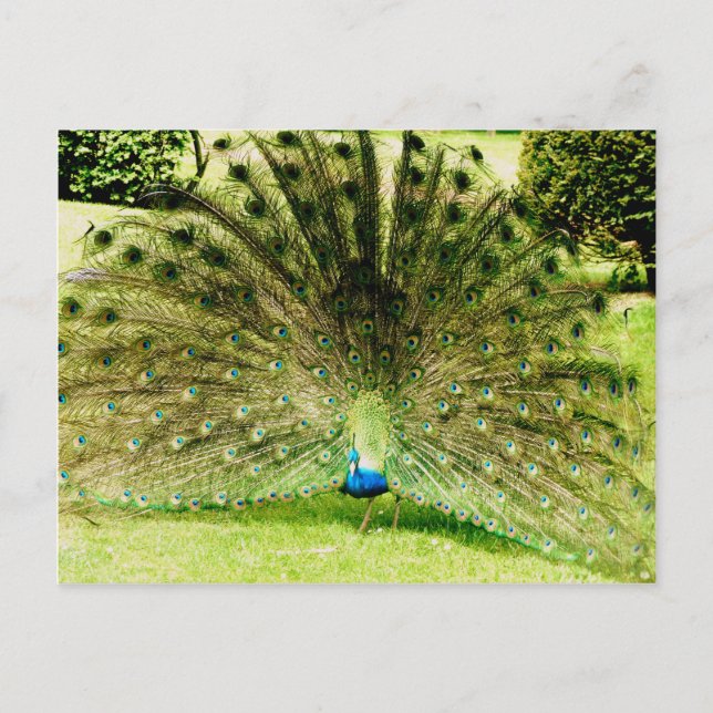 Pfauendarstellungsfarben Postkarte (Vorderseite)