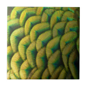 Pfauenfeathers II Farbenfrohe Natur Fliese