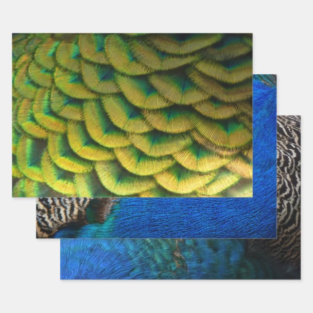 Pfauenfeathers II Farbenfrohe Natur Geschenkpapier Set (Set)