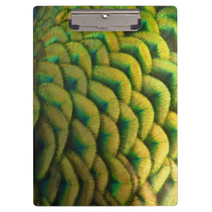 Pfauenfeathers II Farbenfrohe Natur Klemmbrett