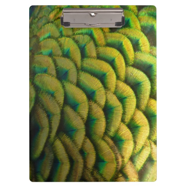 Pfauenfeathers II Farbenfrohe Natur Klemmbrett (Vorderseite)