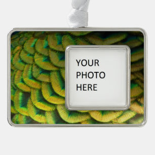 Pfauenfeathers II Farbenfrohe Natur Rahmen-Ornament Silber