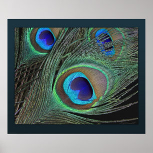 PfauenFeathers Print -24x20 -kleiner erhältlich Poster